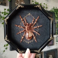 Image 1 of Brazilian White Knee Tarantula