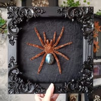 Large! Framed Tarantula wht Labradorite
