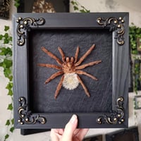 Framed Tarantula wth Blowball - 4
