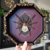 Image 1 of Framed Tarantula wth Blowball - 5