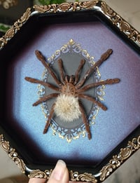 Image 2 of Framed Tarantula wth Blowball - 5