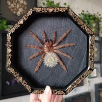 Image 1 of Framed Tarantula wth Blowball - 6