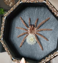 Image 2 of Framed Tarantula wth Blowball - 6