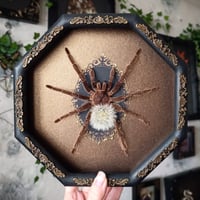 Framed Tarantula wth Blowball - 7