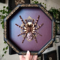 Image 1 of Poecilotheria with Rhodonite Abdomen