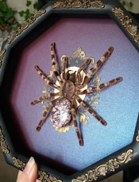 Image 2 of Poecilotheria with Rhodonite Abdomen