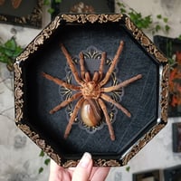 Image 1 of Bronze Tarantula with Agate