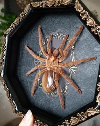 Image 2 of Bronze Tarantula with Agate
