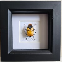 Framed - Man-Faced Stink Bug