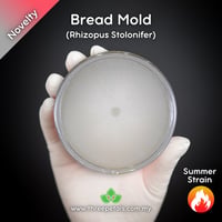 Image 1 of Bread Mold (Rhizopus Stolonifer) Live Mycelium Mushroom Culture Spawn Seed