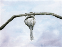 Image 1 of Bushtit Butt