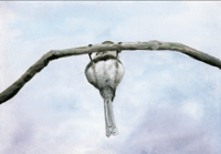 Image 2 of Bushtit Butt