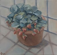 Image 4 of Strawberry Plant