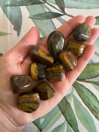 Brown tigers eye 