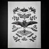 Image 1 of Bat & Moths