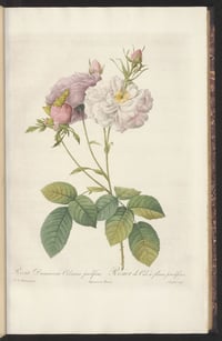Deposit for Ulysses