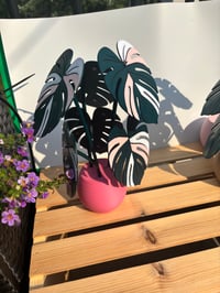 Image 1 of Monstera Coaster