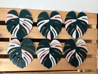 Image 4 of Monstera Coaster
