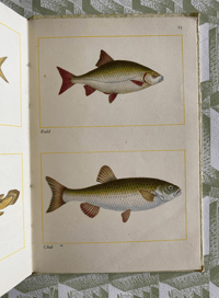Image 3 of Fishes of Britain's Rivers and Lakes