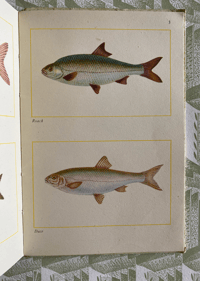 Image 4 of Fishes of Britain's Rivers and Lakes