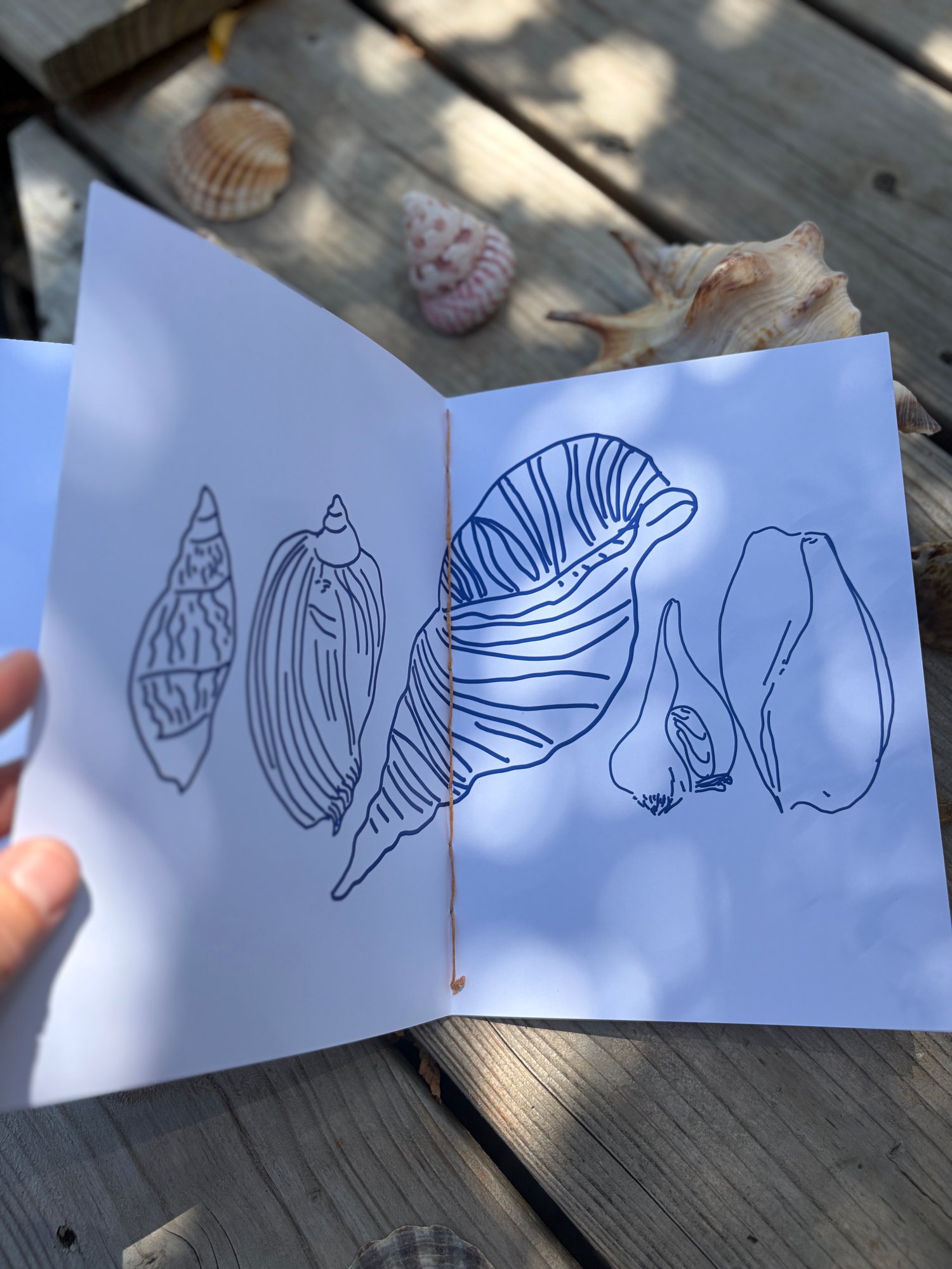 Image of COQUILLAGES - carnet de coloriage