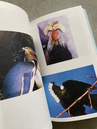 Image 5 of These Birds of Temptation