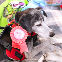 Image 5 of Stinky Rosette