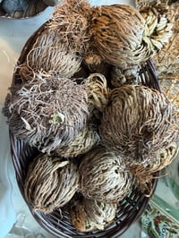 Rose of Jericho