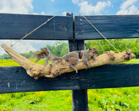 Image 1 of Taxidermy squirrel laying on driftwood branch *unique coat, very uncommon!!*