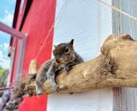 Image 2 of Taxidermy squirrel laying on driftwood branch *unique coat, very uncommon!!*