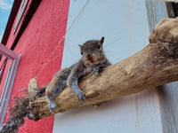 Image 3 of Taxidermy squirrel laying on driftwood branch *unique coat, very uncommon!!*