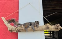 Image 4 of Taxidermy squirrel laying on driftwood branch *unique coat, very uncommon!!*