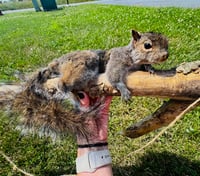 Image 5 of Taxidermy squirrel laying on driftwood branch *unique coat, very uncommon!!*