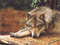 A Wolfe in Canada