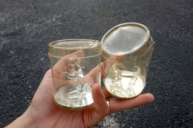 GLASS DOGS