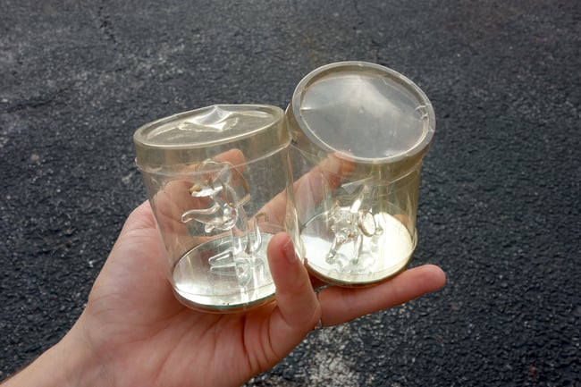 GLASS DOGS