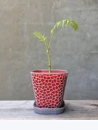 Image 1 of Double Square Plant Pot
