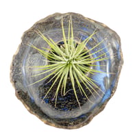 Image 2 of Blue and Earth-Toned Ceramic Wall Hanging Air Plant Holder