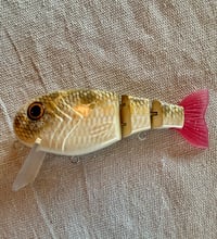 Image 1 of TB Wake Walker Clone ~ Gold Koi