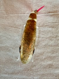 Image 3 of TB Wake Walker Clone ~ Gold Koi