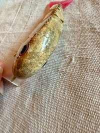Image 4 of TB Wake Walker Clone ~ Gold Koi