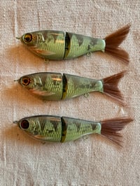 Image 2 of Perch Wee Shad