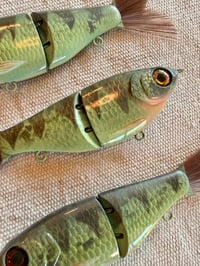Image 4 of Perch Wee Shad