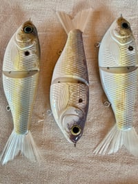 Image 1 of 7” GrandLake Gizzard Shad