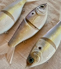 Image 3 of 7” GrandLake Gizzard Shad