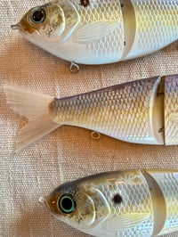 Image 4 of 7” GrandLake Gizzard Shad