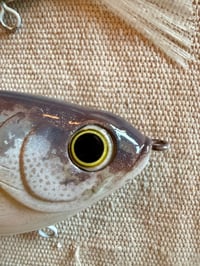 Image 5 of 7” GrandLake Gizzard Shad