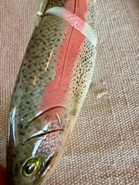 Image 5 of 7” Rainbow Trout 