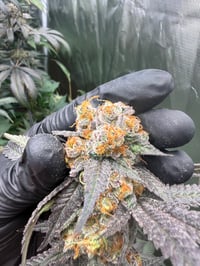 Image 3 of Grape Banana Popsicle 