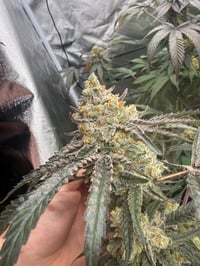 Image 4 of Grape Banana Popsicle 